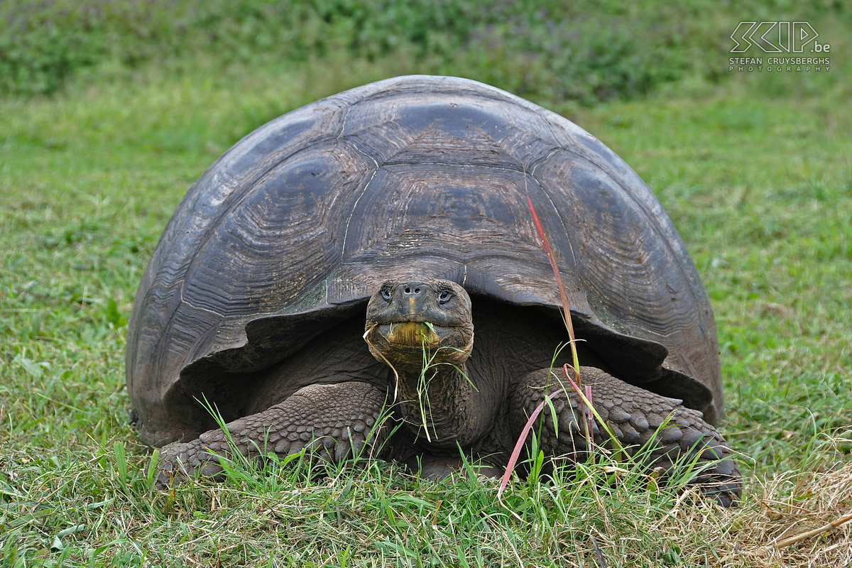 Galapagos - Santa Cruz - Schildpad In de hooglanden van Santa Cruz leven nog vele grote landschildpadden in het wild. Stefan Cruysberghs